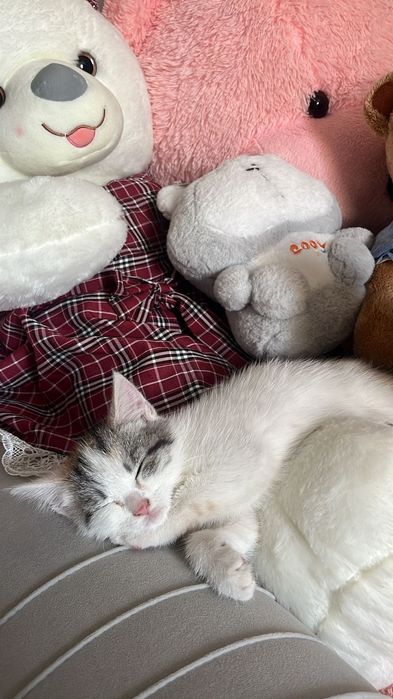 Отдам котенка бесплатно