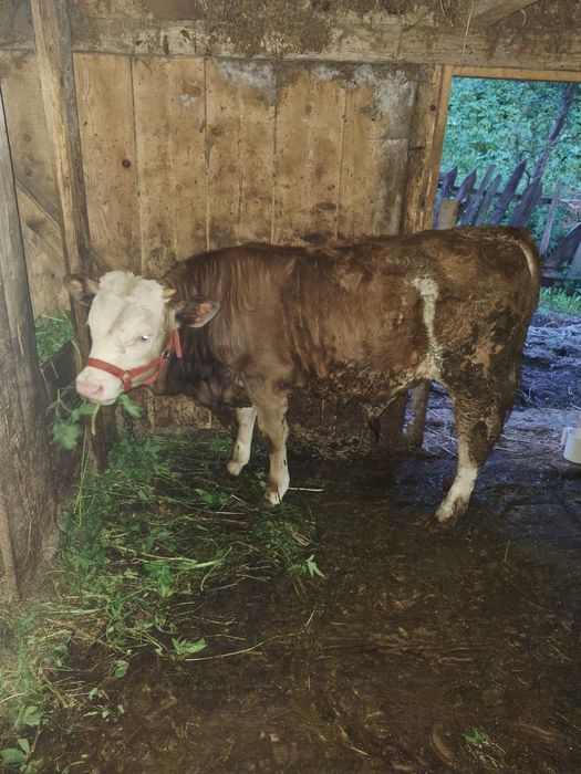 Vând vițel de rasă