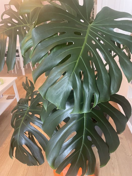 Monstera Deliciosa 1.40 planta de apartament