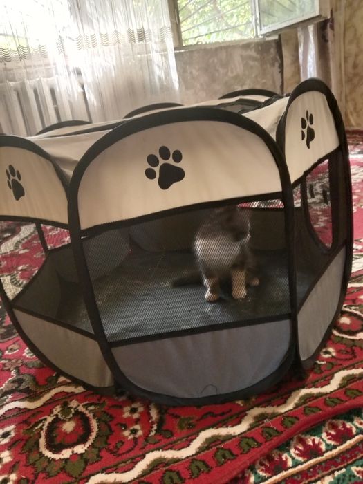 Продам котёнок пушистый