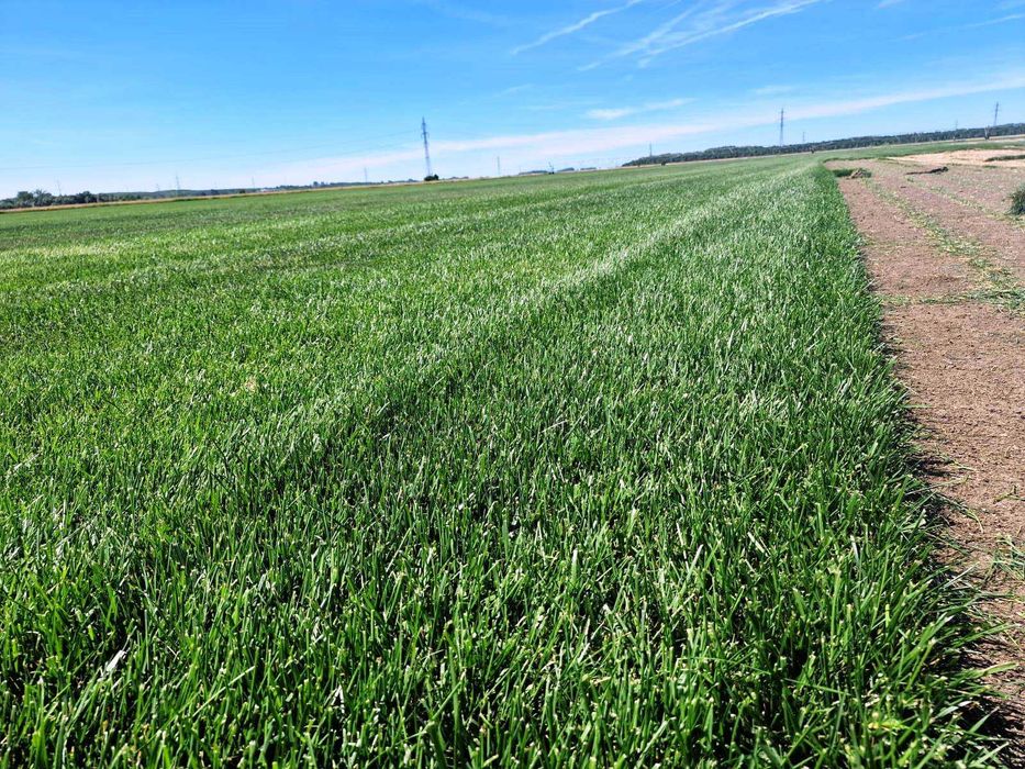 Gazon Rulou Premium  - 30 lei/MP Transport Gratuit