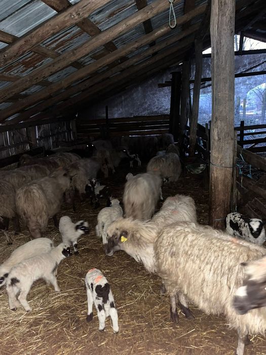 Vând oi miele berbeci