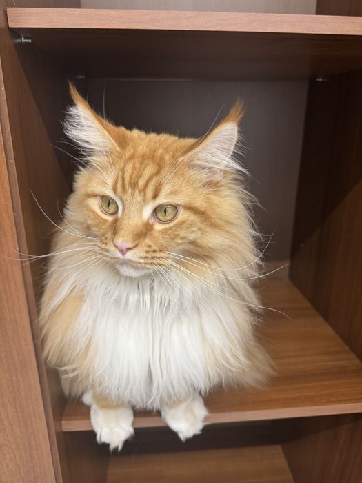 Отдам кота  в добрые руки