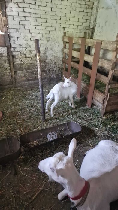 De vanzare oi Lacaune