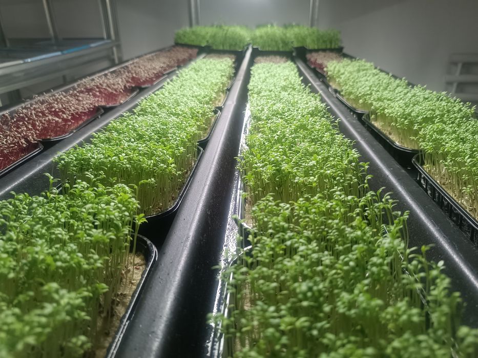 Микрозелень витграсс