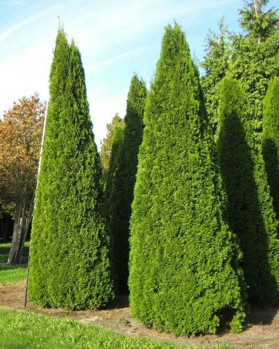 Голубая Ель и Ассорти