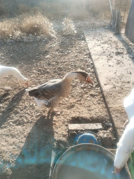 Продаеться Холмагор помесь гуси