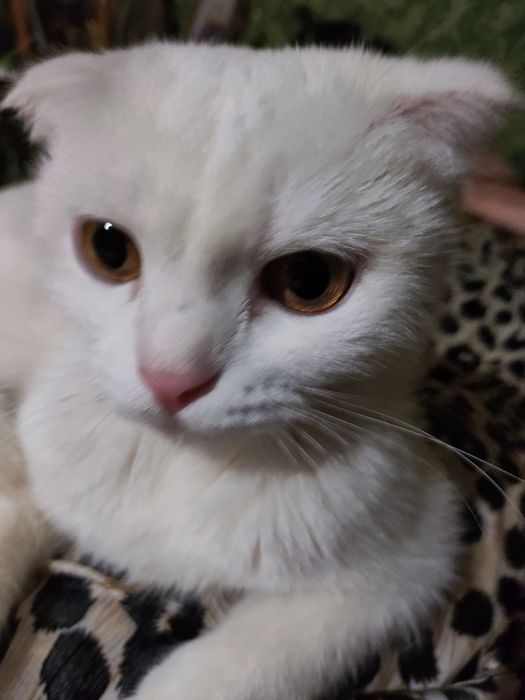 Ищем дом для кошки (2,5 года)