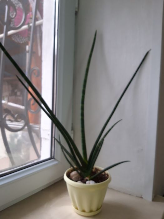 Продам цветок Сансевиерия