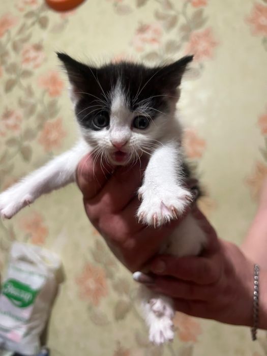 Отдадим котят в доьрые руки