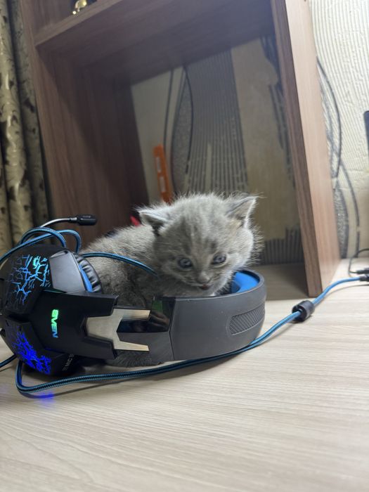 Котята в хорошие руки