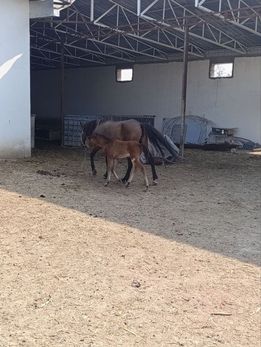 От бор она бола. Яна 2 та 1 ёшли той хам бор. 25млн сум Куйи Чирчик.