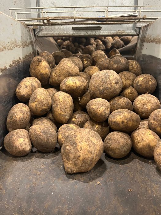 Продам Гала товарка картофель оптом