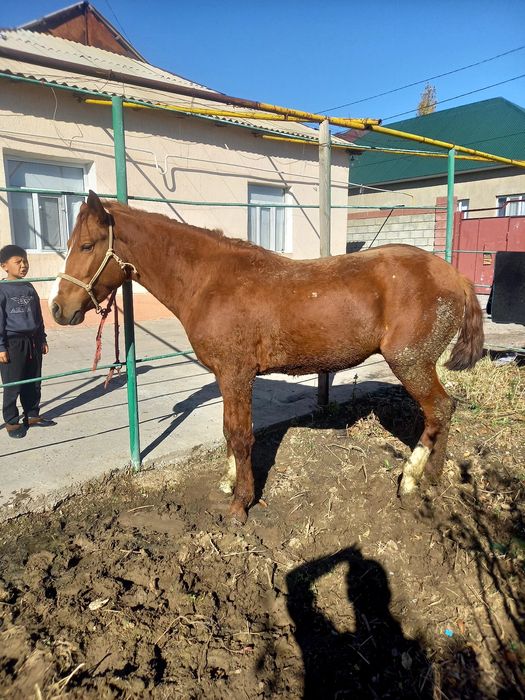 Кунан сатылады 2.5 жасар