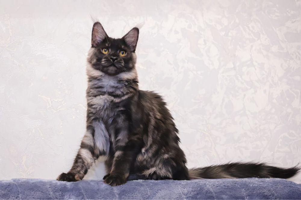 Кошка породы Мейн кун классик