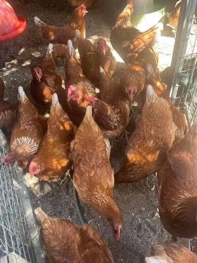 Vindem gaini de oua in toata tara