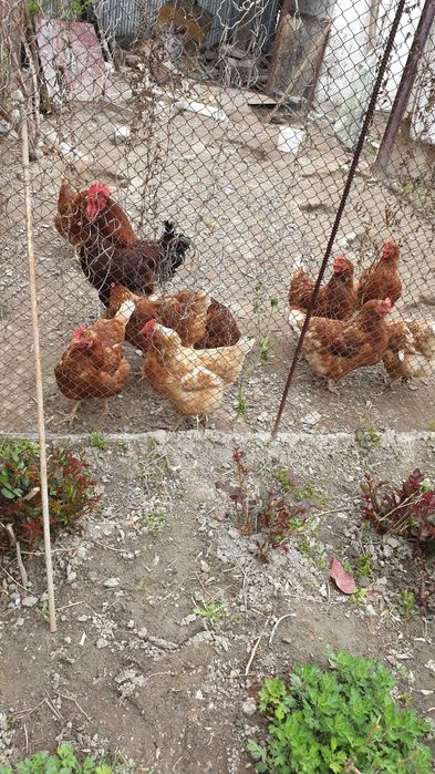 Инкубационные яйца Ломан браун