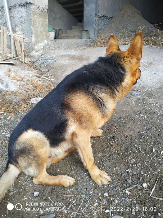 Кобель:Нужна невестка для вязки.Эркак овчарка ку́шиш учун киз ит овчар