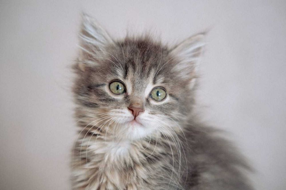Котенок Шера ищет дом!