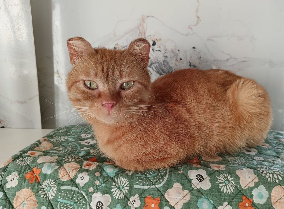 Кот рыжик в добрые руки