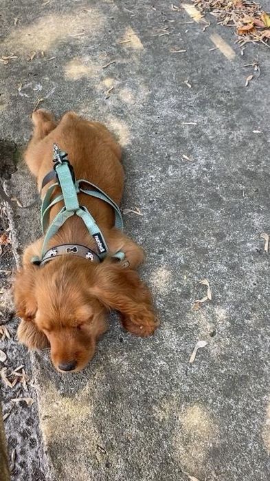 Спешно!!! Кокерче ваксинирано!