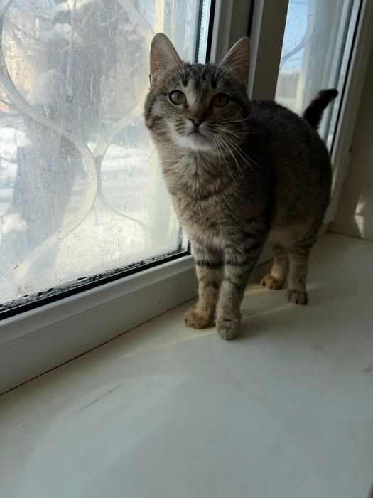 Ищем хозяев для кошечки