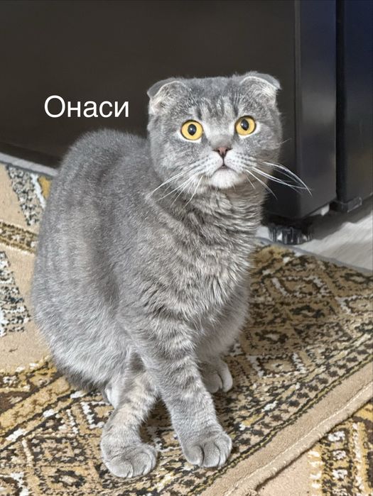 Мушук  Шотландский Вислоухи