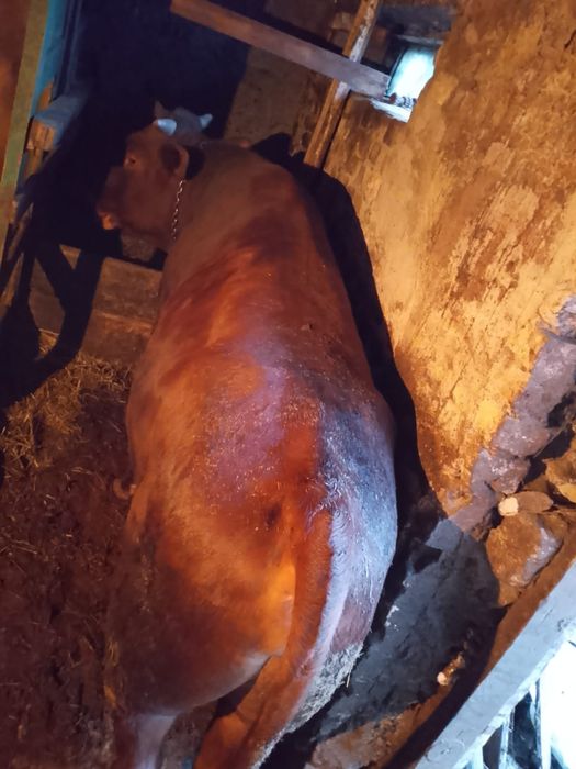 Продаётся быкок полтора года