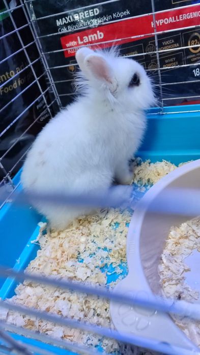 Декоративный кролик