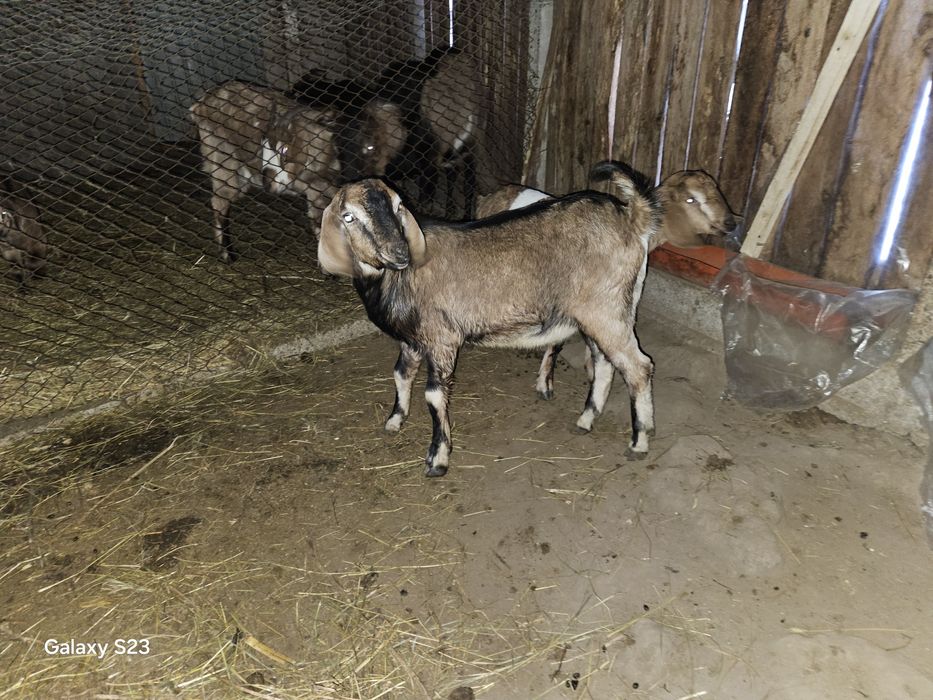 O pereche de iezi  Anglo nubieni din părinți cu pedigree