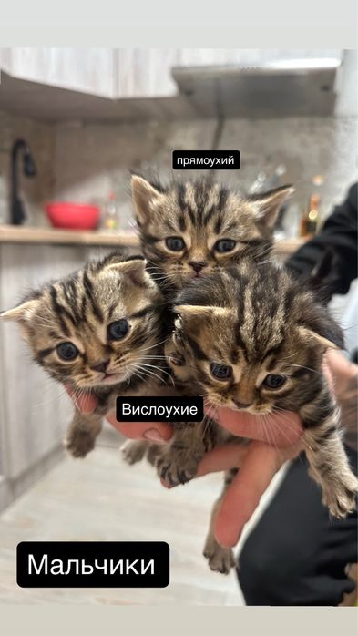 Породистые котята