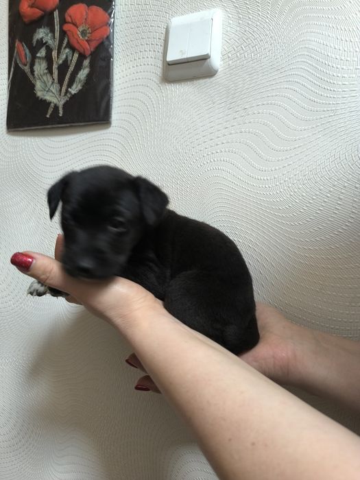 Отдам щенков срочно