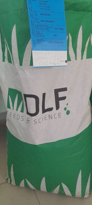 Chim gazon ekish. Oq beda dekorativ klever urug'lari. Urug' ekish chim