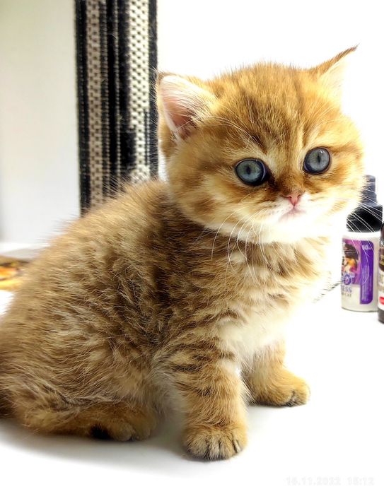 Золотые  бриташки очаровашки