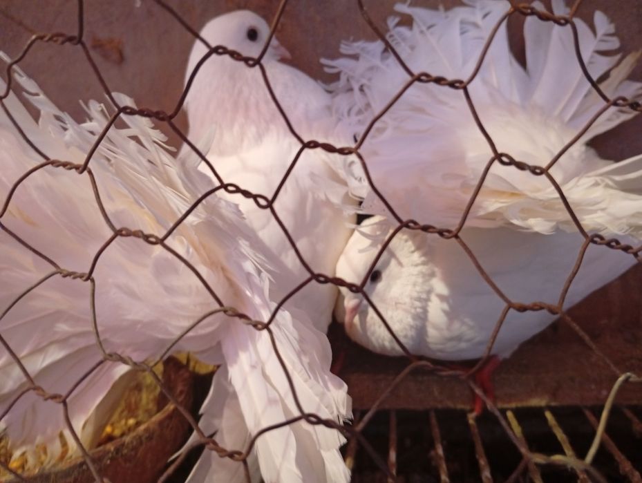 Porumbei voiajori albi cu coada înfoiată 80 RON