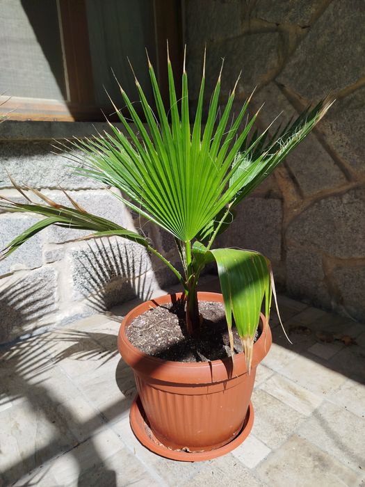 Палми Вашингтония и лимони