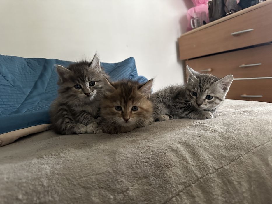 Милые котята ищут любящую семью