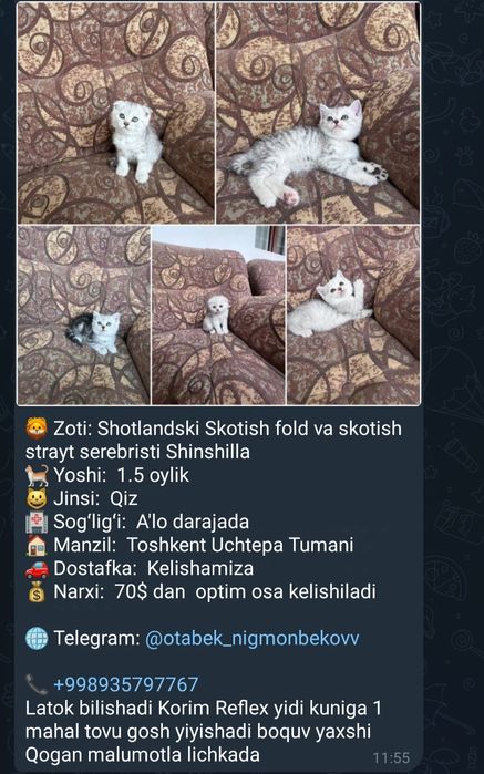 Кошка продаётся.