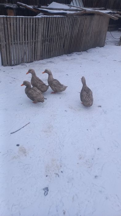Продаются  гуси иутки