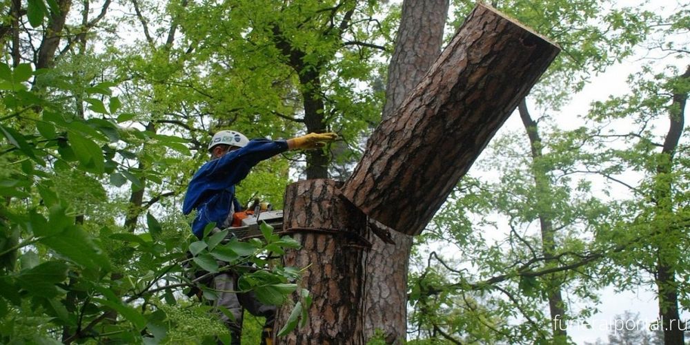 Спил деревьев аварийных
