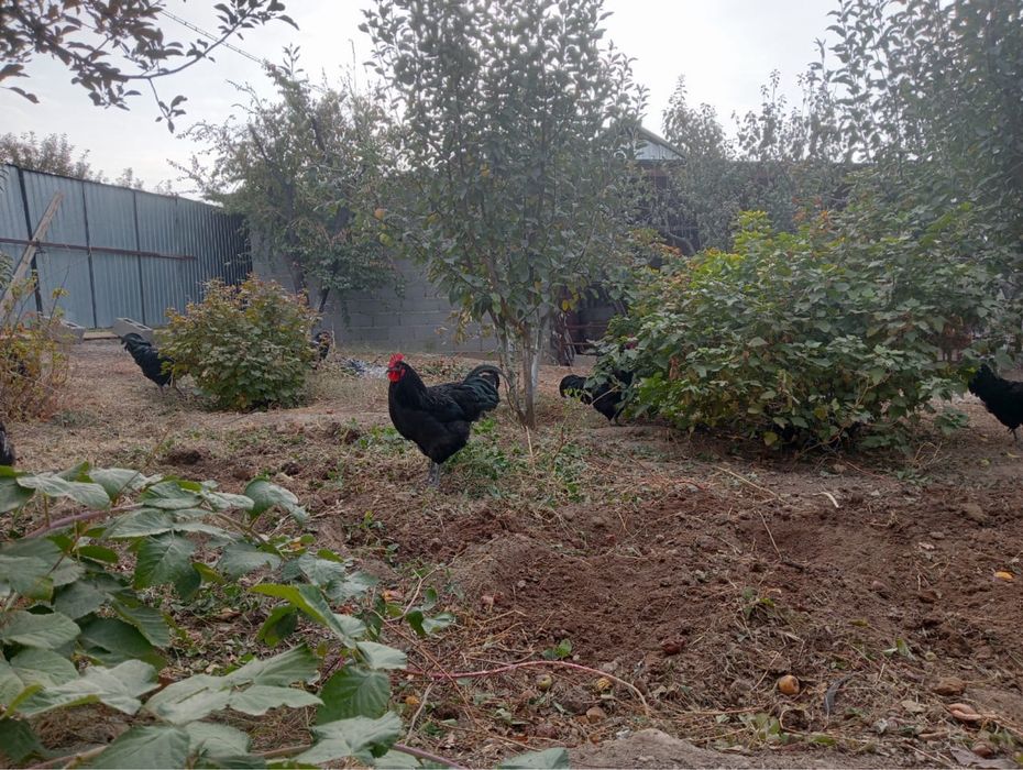 Продам петухи австролорп