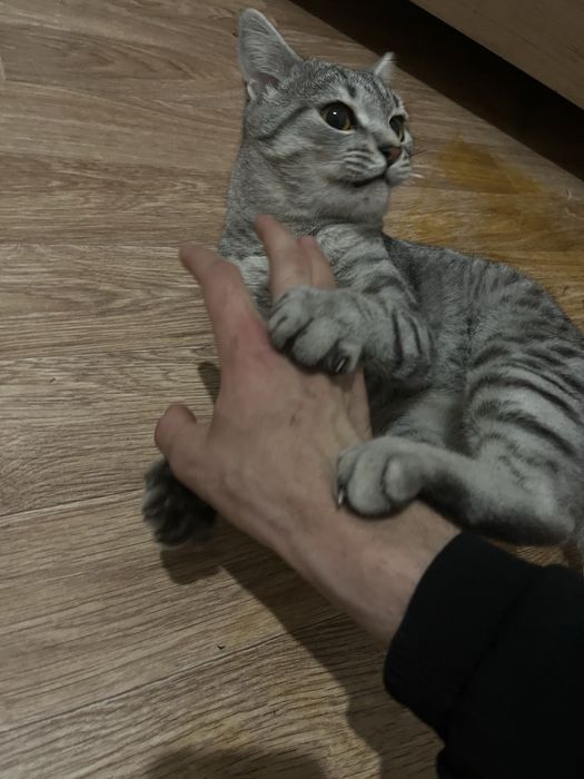 Отдам даром кота. Мальчик