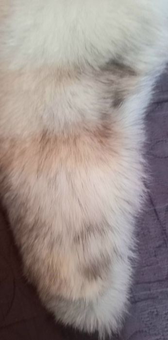 Guler de vulpe argintie lung de 1,31m