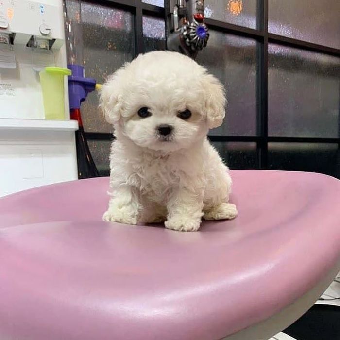Chaniche poodle mini toy
