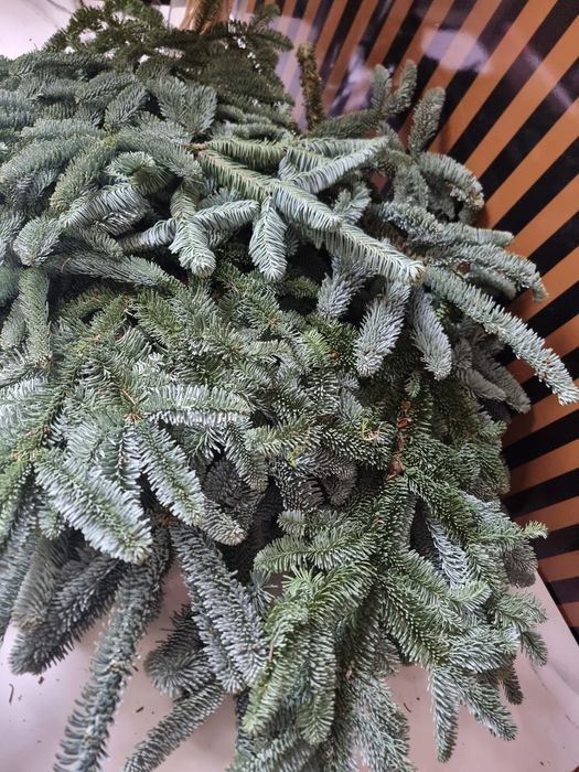 Продаётся нобилис,  и шишкиетки ёлки