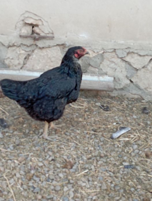 Buxoro tuman Buxoro viloyati