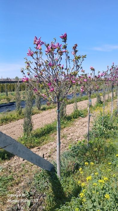 Базовый грунт для уличных растений. Саженцы деревьев, кустарников и др