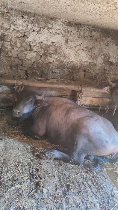 Bivolițe de vanzare