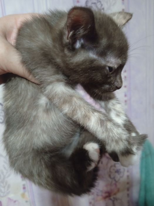 Отдам котят в добрые руки