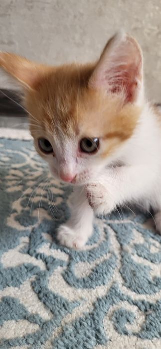 КОТЁНОК (девочка; үргашы) БЕСПЛАТНО